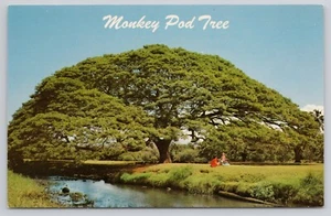 Hawaiian Monkey Pod Tree Hawaii Postcard - Picture 1 of 2
