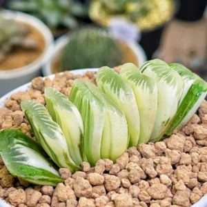 6-8cm 1 Stück Haworthia truncata Schönland bunt Garten Outdoor schön selten - Bild 1 von 12