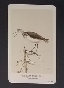 General Cigar Company Trading Card - No. 16 Solitary Sandpiper - Card 2 - Bild 1 von 2