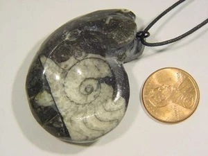 BUTW Marruecos Ammonita Nautiloide Collar Colgante Fósil 1624C - Imagen 1 de 1