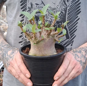 Adenium obesum "BAOBAB" caudex caudiciform PLANT ebay-H140 - Bild 1 von 22