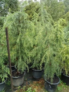 CEDRUS DEODATA HIMALAYAN CEDAR 1.2mt high in 240mm pot Hedge Tree - Picture 1 of 2
