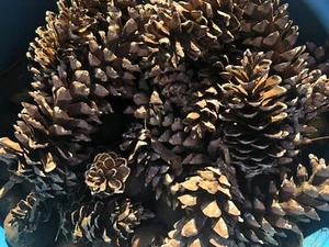 30+ Large Eastern White PINE CONES~KY~Random Size Mix 4"-10"~Fall/Holiday Crafts - Picture 1 of 4