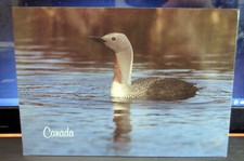 Vintage Postcard "Red Throated Loon, Canada" #C-108-H