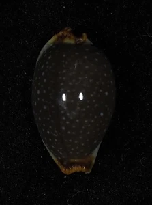 CYPRAEA STAPHYLAEA LAEVIGATA DARK - Bild 1 von 2