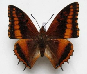 1 A-1 Charaxes richelmanni Cameroon Real butterfly - Picture 1 of 3