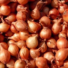 Echalion Crème Brûlée Shallot Seeds