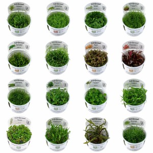 Live Aquarium Plants Ebay