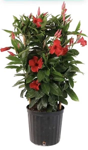 Red Dipladenia Bush Live Plant, 1 gallon Easy Care Continuous Bloomer - Picture 1 of 2
