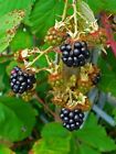 DELICIOUS ENGLISH BLACKBERRIES.  RUBUS FRUITICOSA - 50  Seeds. Blackberry pie?