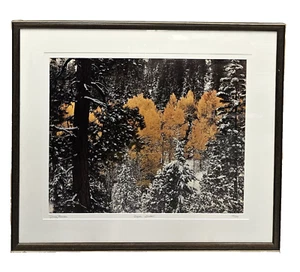 Doug Remien Photography "Aspen Winter" 16x20 Print #58/500 Signed Numbered + COA - Picture 1 of 9