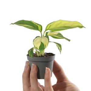 Baby Prayer Plant Ctenanthe Golden Mosaic Small Indoor House Plant in 6cm Pot - Picture 1 of 10