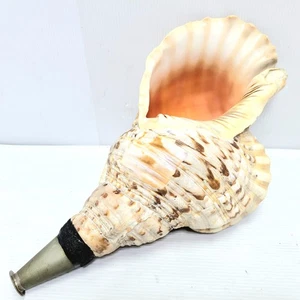 Japanese Horagai Conch Shell – Approx. 15 inchi Traditional Buddhist Instrument - Picture 1 of 9
