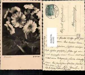 413192, fiori primi - Foto 1 di 1