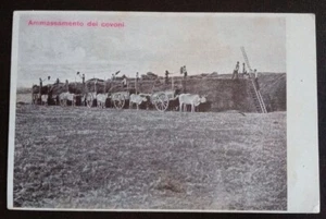 1916 Pavoncelli - ammassamento di covoni (tematica agricoltura rurale agreste) - Imagen 1 de 2
