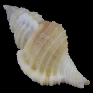 MONOPLEX MUNDUS (Olango Isl., Philippinen) 30,1mm #47354 - Bild 1 von 4