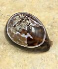 HSN Italy Cameo M+M Scognamiglio "Lady In Profit" Signature Shell