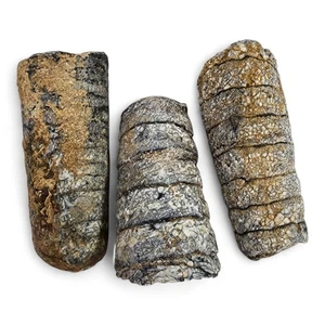 Fossil Orthoceras Cephalopod Natural Morocco 316.6 grams. - Picture 1 of 1