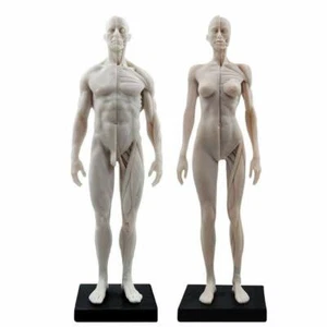 30 cm de altura mujer/masculino anatomía anatómica anatómica cabeza cráneo cuerpo músculo hueso blanco - Imagen 1 de 17
