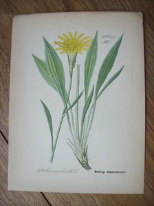Antiquität Chromo-Lithographie ~1890 Flora Illustration Niedrige Schwarzwurzel - Bild 1 von 1