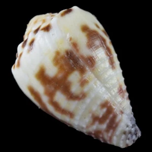 CONUS SPONSALIS (Zamboanga, Philippinen) 19,0 mm #47229 - Bild 1 von 4