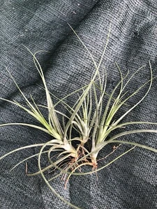 Tillandsia Flavoviolacia - Air Plant - 15-20cm x1 - Picture 1 of 3