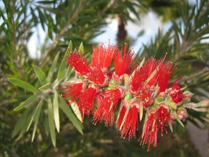 Weeping Bottlebrush  (Callistemon Viminalis)  200 Seeds - Picture 1 of 3