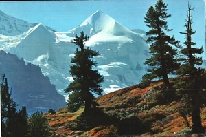 Cuernos de plata - Imagen 1 de 2