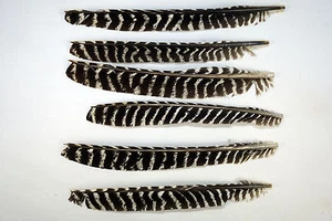 50 Grade #2 Left Wing Wild Turkey Primary Feathers/Arrow Fletching w/o Quill - Picture 1 of 3