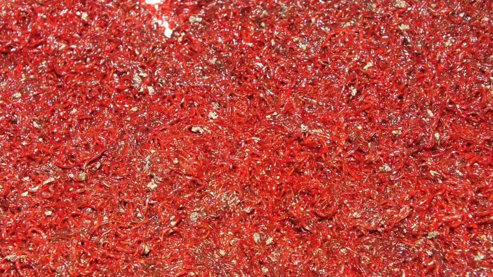 ASHBYAQUATICS.CO.UK Bloodworm Small Size NO water On Paper Breeding Live Fish food