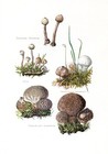 Mycology, fungi, parasitic fungi, cryptogamic disease...Antique Print..1964..175