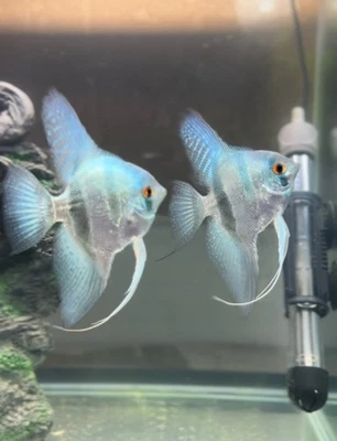 1 pez ángel azul filipino tamaño cuarto - tanque criado y criado - sin sexo Foto 1 de 4