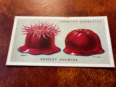 Hignett Bros - Common Objects of the Sea Shore 1924 #1 Beadlet Or Smooth Anemone - Image 1 of 2