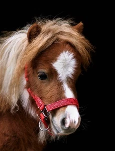 Fohlenhalfter Rot Glitzer Minishetty Fohlen Halfter Nylon Glitzerhalfter klein - Bild 1 von 12