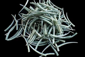 Seashells -  Dentalium aprinum 56-96 mm 161 pcs. - Picture 1 of 2