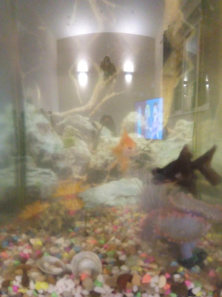 starter fish tank - Image 1 of 3