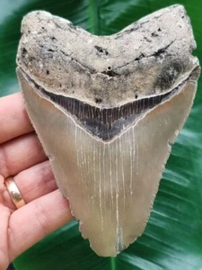 Dente appuntito del megalodonte 11,7 cm - dente di squalo fossile - Foto 1 di 8