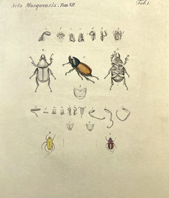 Placa de ilustración a color grabado antiguo con impresión de entomología de escarabajos del siglo XIX Foto 1 de 4
