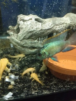 Albino Bristlenose Plecos  1.5-2" (3 pack) - Image 1 of 4