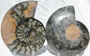 Großes schwarzes Ammonit PAAR tiefe Kristalle 110myo FOSSIL XL 240mm 9,4" 1018rt - Bild 1 von 12