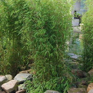 Aufrechter Gartenbambus 'Obelisk'(S), Höhe 80-100 cm, Topf 10 Liter - Bild 1 von 2
