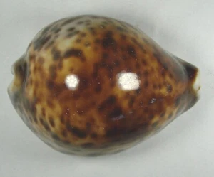 CYPRAEA TIGRIS ZYMECRASTA 80,20 mm ESPECIMEN SUPER ELECCIÓN Norte de Madagascar 2011 - Imagen 1 de 4