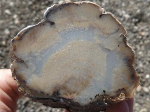 DIG-N-UTAH: EXHIBICIÓN DE EXTREMIDADES DE MADERA PETRIFICADA JACKPOT PULIDO NEVADA # L 422 - Imagen 1 de 4