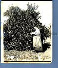 FOUND B&W PHOTO N_4821 WOMAN IN DRESS BY TREE IN ORCHARD