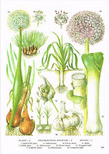 Shallot Leek Garlic Plant Botanical Print Picture 1985 IBOFP#169