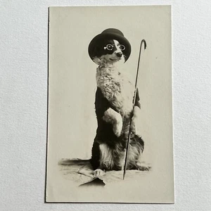 Antique RPPC Real Photograph Postcard Dog Doing Trick With Hat Cane & Glasses - Picture 1 of 9