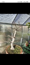 Bonsai acero Palmato