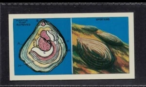 Austern - 55 + Jahre alt UK Handelskarte # 19 - Bild 1 von 2