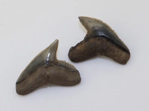 Hai-Zahn, Galeocerdo aduncus, Tertiär, Miozän, Hemmoor, Achim, Deutschland -m297 - Picture 1 of 6