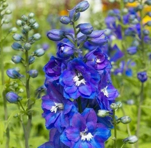 150 seeds DELPHINIUM KING ARTHUR Royal BLUE / PURPLE Tall perennial +gift - Picture 1 of 5